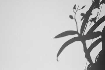 shadow of orchid on white wall background