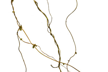 Spiral twisted jungle tree branch, vine liana plant isolated on white background, clipping path...