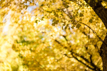 イチョウの黄葉