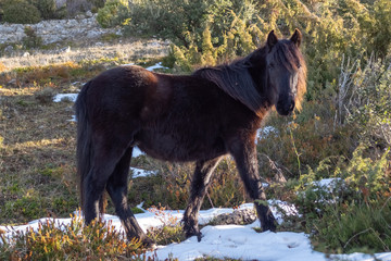 Fototapeta premium horse in the field with snow