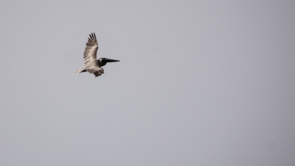 Pelican birds in flight