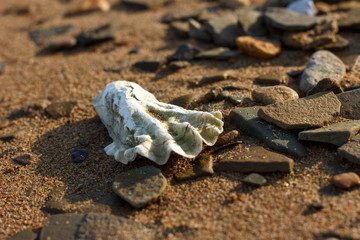 Oyster shell  close-up lying on a sandy coastline.