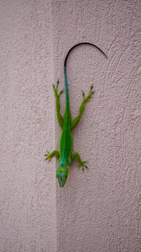 gecko on the wall