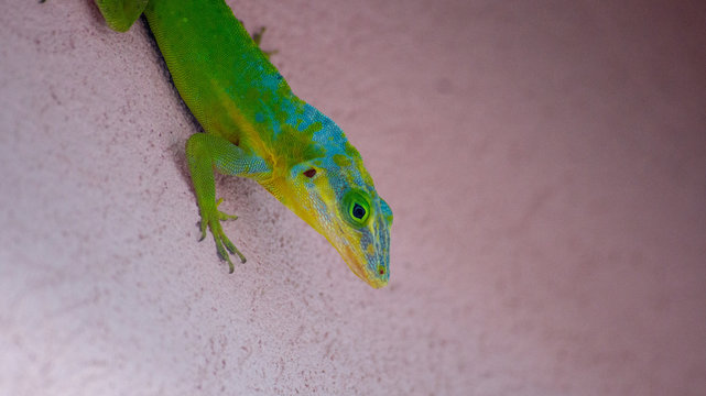 green lizard