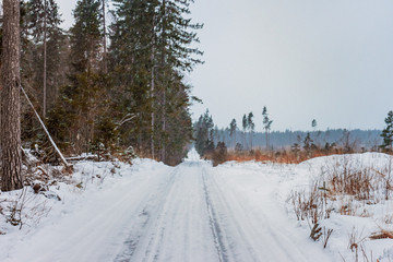 winter snowy road by the pine forest