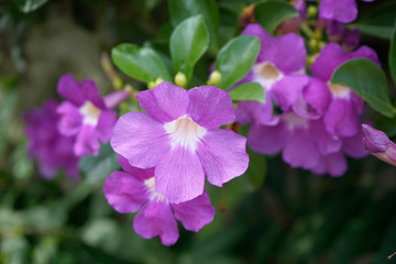 Fototapeta premium Purple Bignonia flowers blooming in the garden