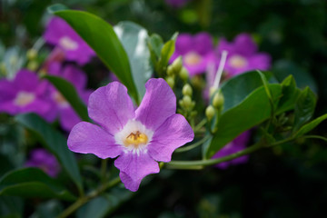 Purple Bignonia flowers blooming in the garden