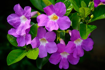 Purple Bignonia flowers blooming in the garden