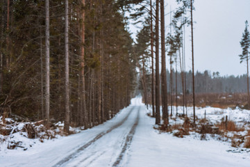 road in the winter snowy pine forest