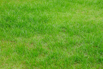 green grass lawn texture