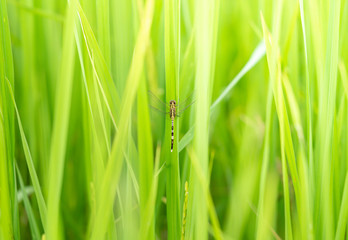 Beautiful nature scene dragonfly , green background