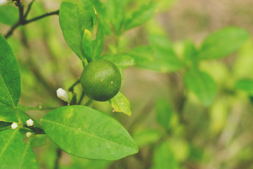 lime tree in garden