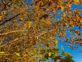  Bright beautiful yellow leaves of a plane tree grow on branches on a sunny clear autumn day against a blue sky.