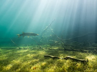 Fotobehang Northern pike in underwater scenery with sunrays and sunken trees © Mps197