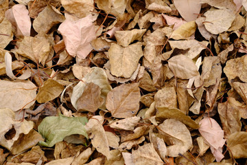 pile of autumn dry brown leaf