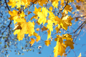 Fototapeta na wymiar Colorful and bright autumn leaves background , maple