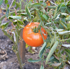 red tomatoes in the garden