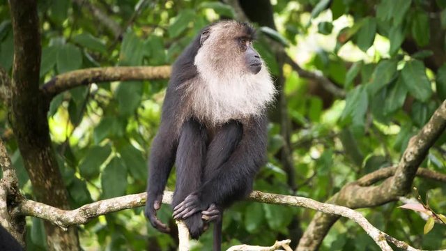 An Old World monkey called lion tailed macaque scratching itself.  It is endemic to the Western Ghats, Kerala, India. - Slow Motion 
