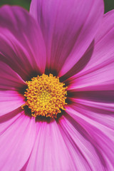 closeup yellow pollen of pink cosmos flower