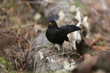 aves varias 