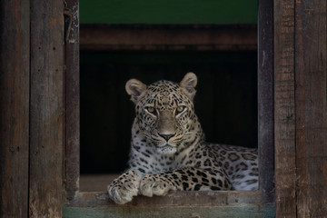 Retrato de una hembra joven de leopardo en cautividad en el zoo de madrid © Azahara