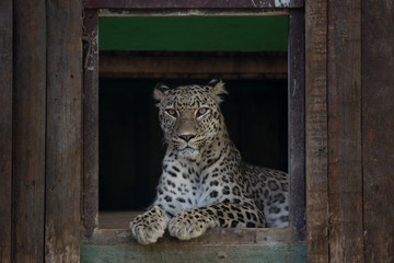 Retrato de una hembra joven de leopardo en cautividad en el zoo de madrid