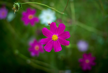 Beautiful blooming bright pink cosmos flower, growing in the garden. Summer nature. 