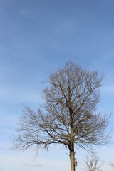arbre