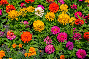 Natural background with beautiful colorful – red, pink and yellow – zinnia flowers, growing in the garden. 