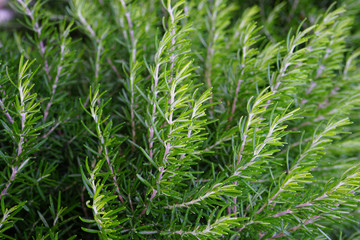 Fresh rosemary plant garden border
