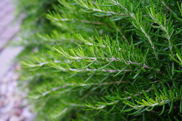 Fresh rosemary plant garden border