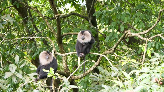 Slow motion view of two lion tailed macaque monkeys on a tree interacting with each other