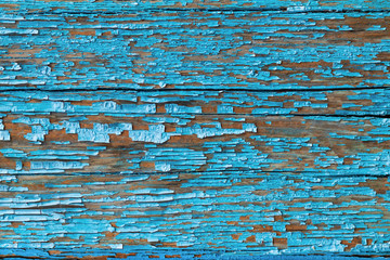 Texture of an old dry board with cracked faded blue paint, background.