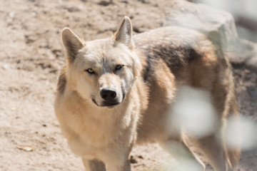 JOven lobo artico una mañana de otoño 