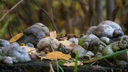 Naklejka na ściany i meble autumn composition of mushrooms, leaves and moss on a stump