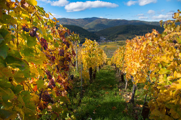 Blick auf Soultzmatt im Elsass im Herbst