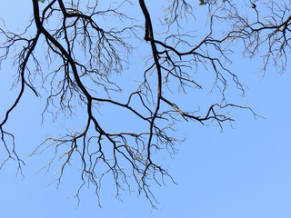 bare dry branch of tree on blue sky background