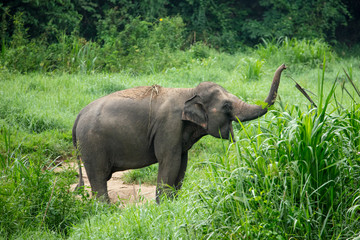 Fototapeta premium Thai Elephant in jungle