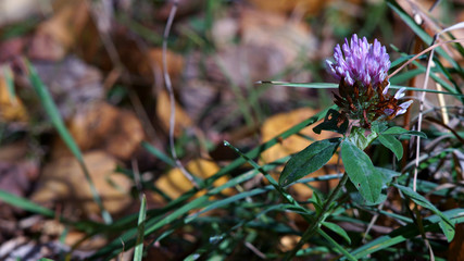 purple clover flower autumn day