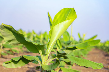Green banana field in India