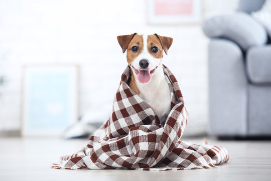 Beautiful Jack Russell Terrier dog with plaid sitting at home