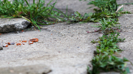  vegetation and pebbles on the concrete structure