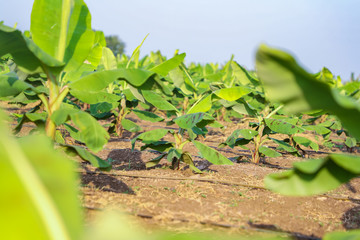 Green banana field in India