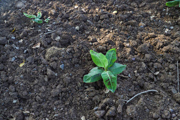 Small plant in indian farm 