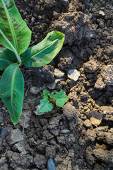 Small plant in indian farm 