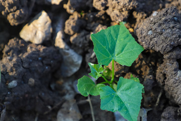 Small plant in indian farm 
