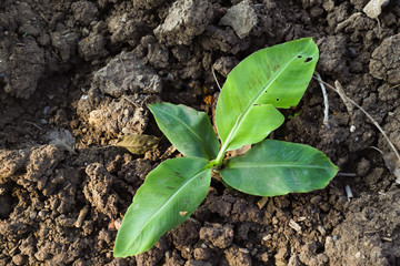 Small banana tree in indian farm 