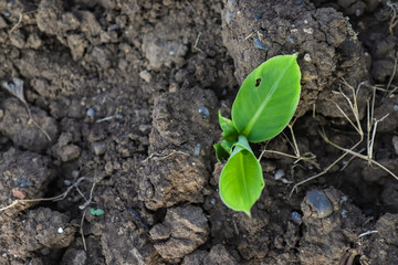 Small banana tree in indian farm 