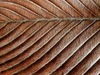 dry autumn brown leaf texture