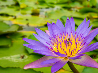 Lotus flower